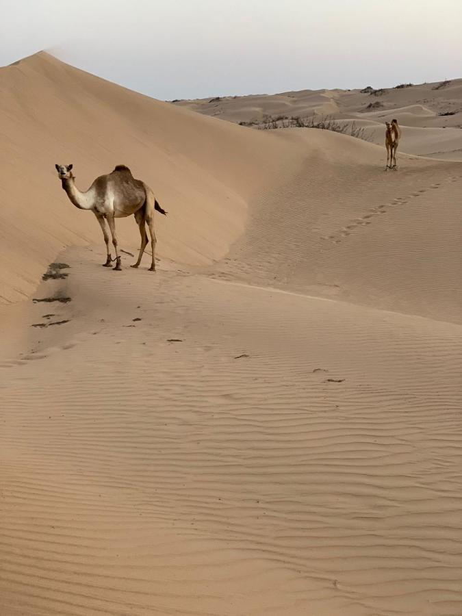 ホテル Golden Palm Oasis Fulayj al Masha'ikh エクステリア 写真