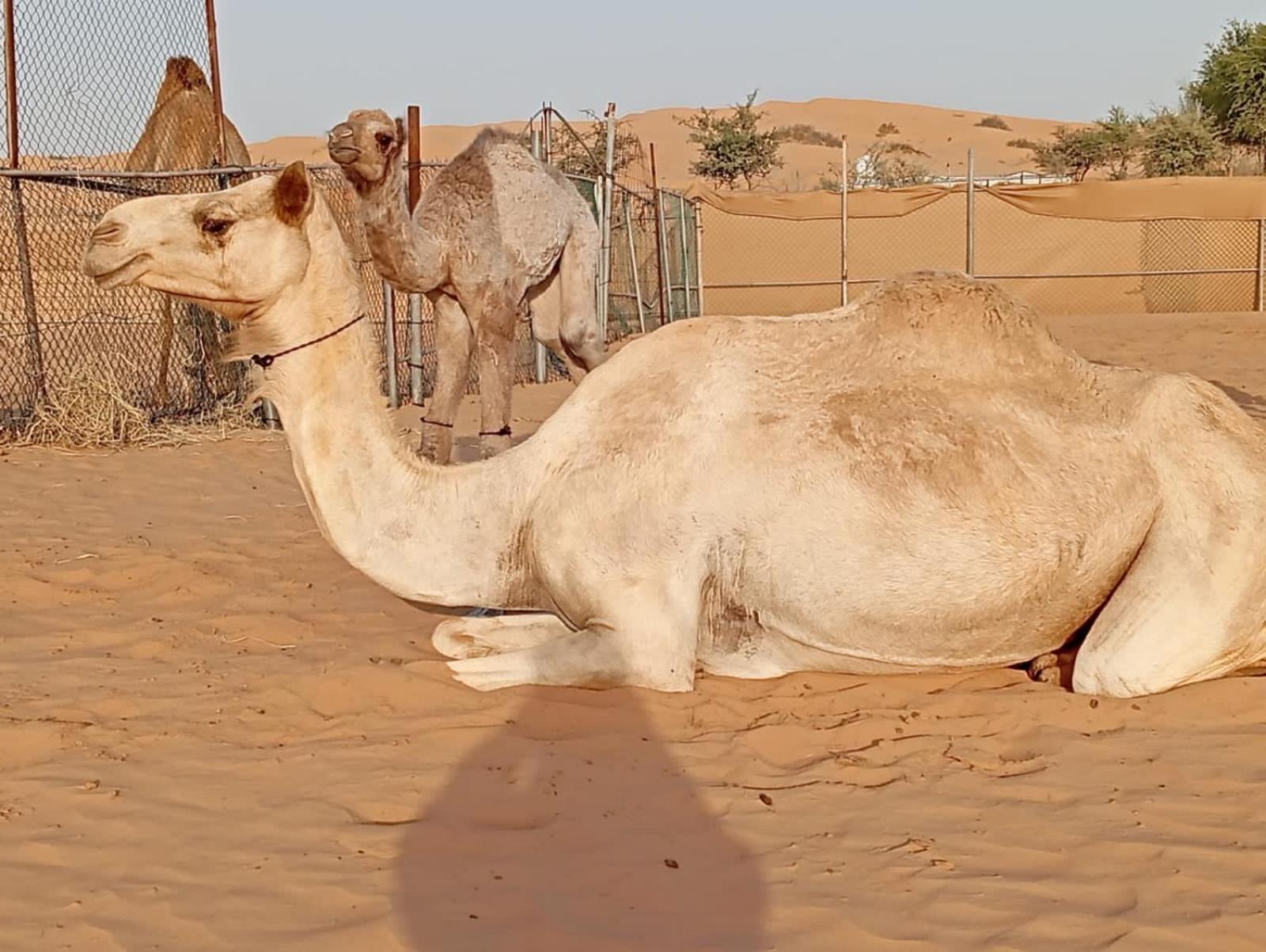 ホテル Golden Palm Oasis Fulayj al Masha'ikh エクステリア 写真